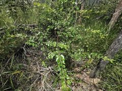 Petalostigma