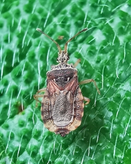 Odontonotus
