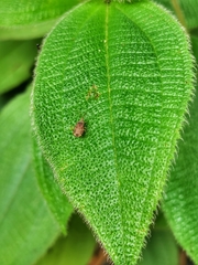 Odontonotus