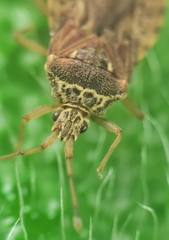 Odontonotus