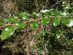 Petalostigma