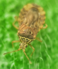 Odontonotus
