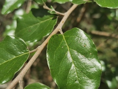 Petalostigma