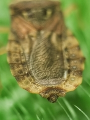 Odontonotus