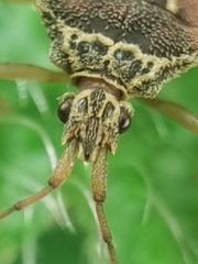 Odontonotus