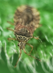 Odontonotus