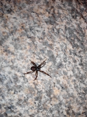 Steatoda nobilis