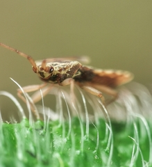 Odontonotus