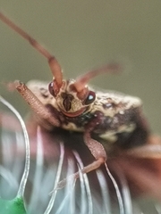 Odontonotus