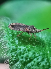 Odontonotus
