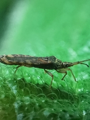 Odontonotus
