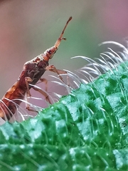 Odontonotus