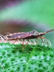 Odontonotus