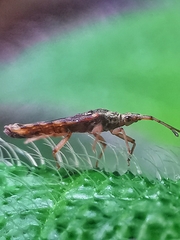 Odontonotus