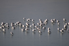Larus californicus