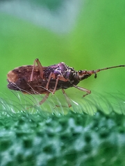 Odontonotus