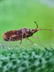 Odontonotus