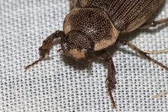 Cryptodus caviceps