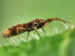 Odontonotus