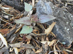 Mirabilis longiflora