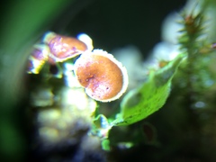 Ascomycota