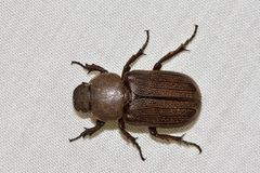 Cryptodus caviceps