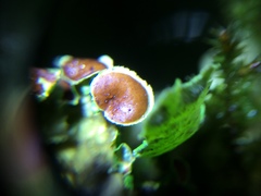Ascomycota