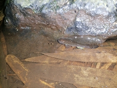 Anablepsoides hartii