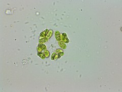Dimorphococcus lunatus