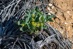 Lomatium lucidum