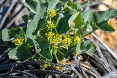 Lomatium lucidum