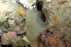 Phlebobranchia