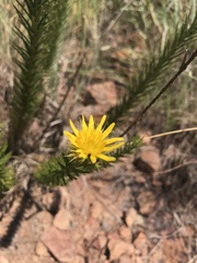 Berkheya densifolia