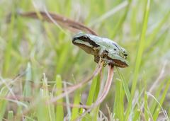 Hyla euphorbiacea