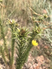 Berkheya densifolia