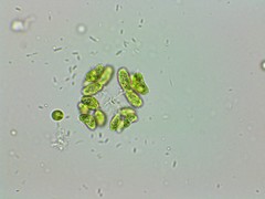 Dimorphococcus lunatus