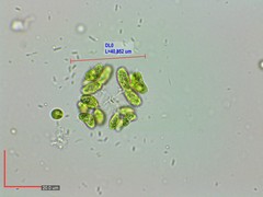 Dimorphococcus lunatus
