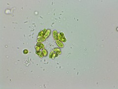Dimorphococcus lunatus