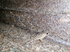 Rhinella beebei