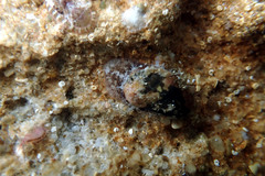 Stomatella impertusa