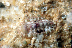 Rhyssoplax tricostalis