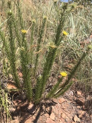 Berkheya densifolia