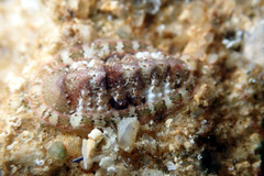 Rhyssoplax tricostalis
