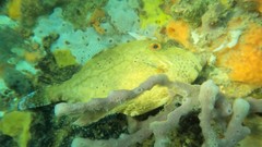 Scobinichthys granulatus