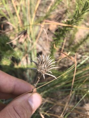 Berkheya densifolia