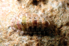 Rhyssoplax tricostalis