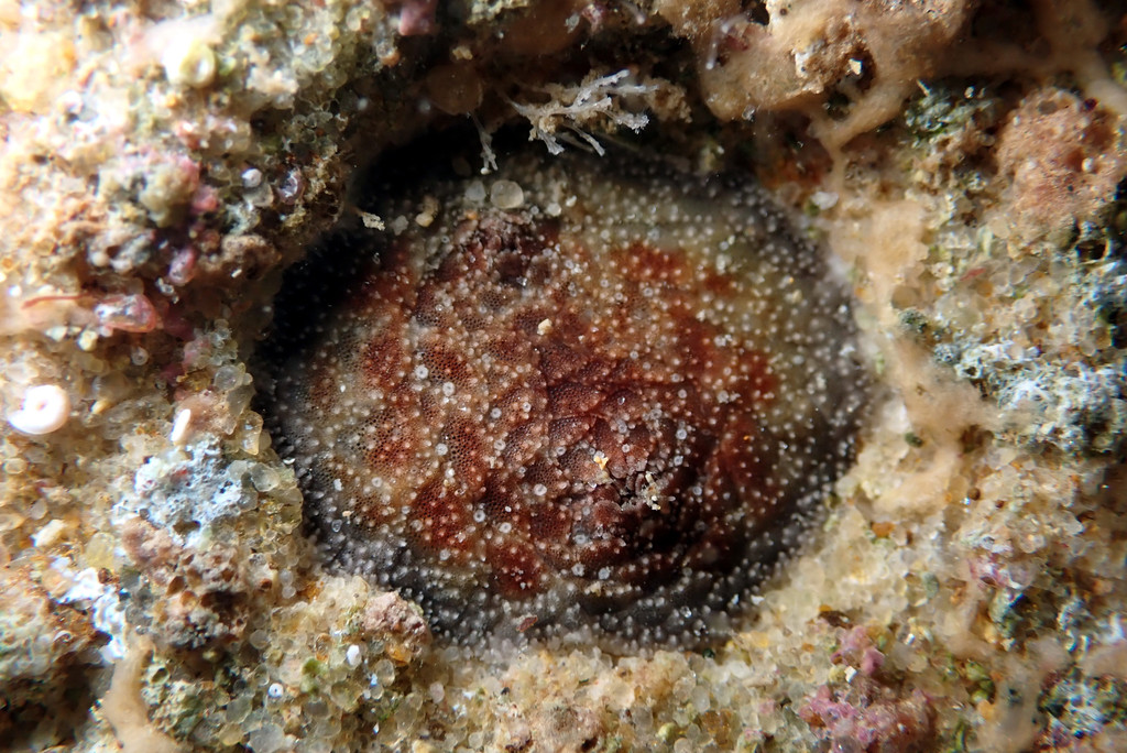 Psolidium karenae