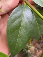 Euonymus australianus