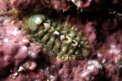 Rhyssoplax diaphora