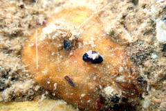Psolidium marshae